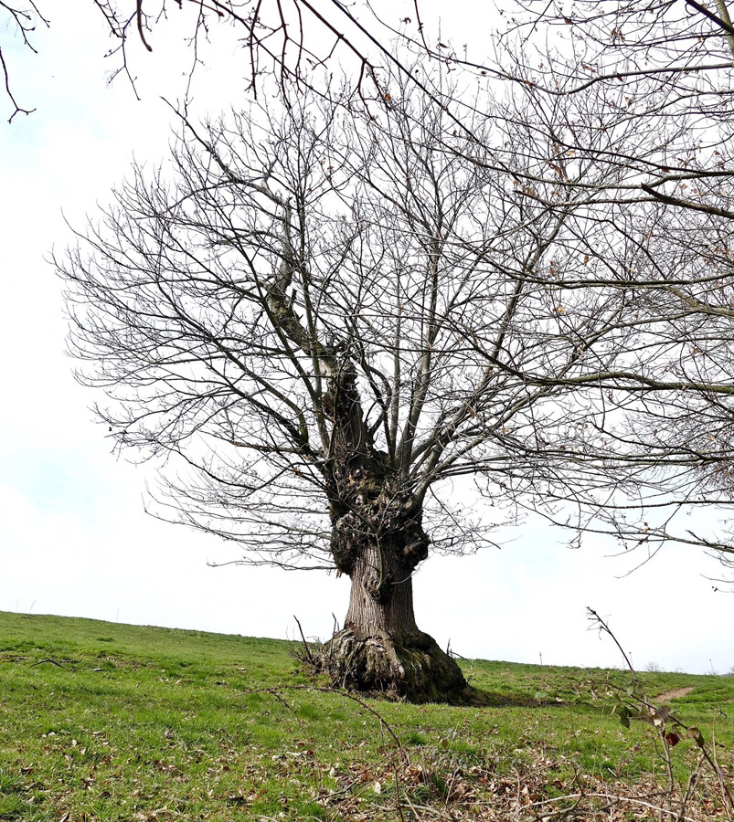 Arbre